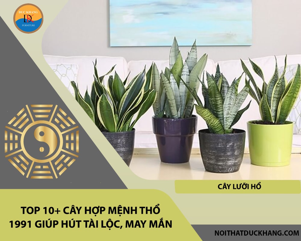 Top 10+ cây hợp mệnh Thổ 1991 giúp hút tài lộc, may mắn - Cây lưỡi hổ