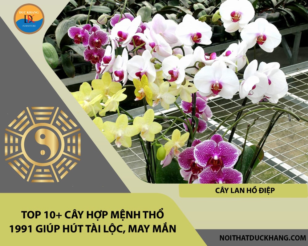 Top 10+ cây hợp mệnh Thổ 1991 giúp hút tài lộc, may mắn - Cây lan hồ điệp