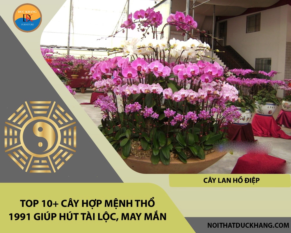 Top 10+ cây hợp mệnh Thổ 1991 giúp hút tài lộc, may mắn - Cây lan hồ điệp