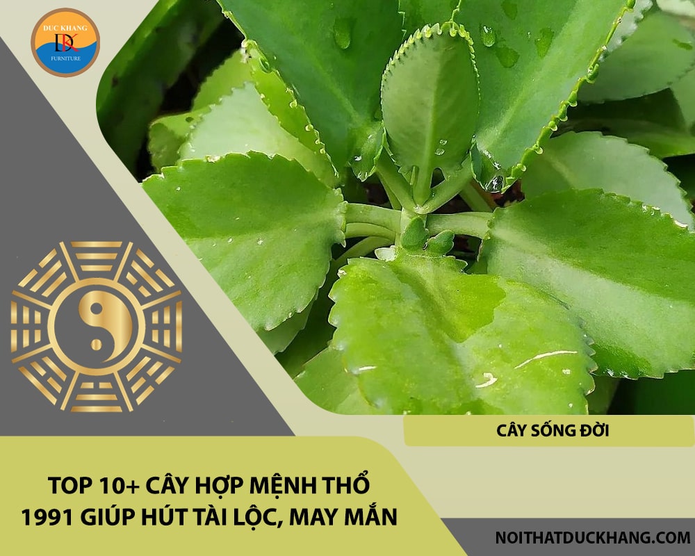 Top 10+ cây hợp mệnh Thổ 1991 giúp hút tài lộc, may mắn - Cây sống đời