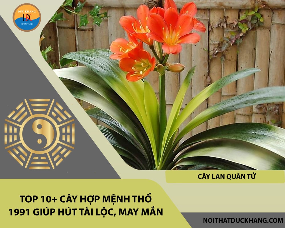 Top 10+ cây hợp mệnh Thổ 1991 giúp hút tài lộc, may mắn - Cây lan quân tử