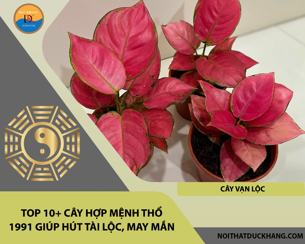 Top 10+ cây hợp mệnh Thổ 1991 giúp hút tài lộc, may mắn - Cây vạn lộc