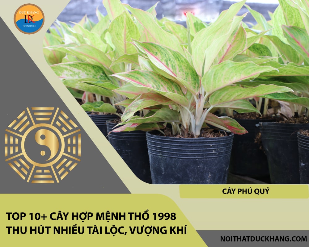 Top 10+ cây hợp mệnh Thổ 1998 thu hút nhiều tài lộc, vượng khí - Cây phú quý