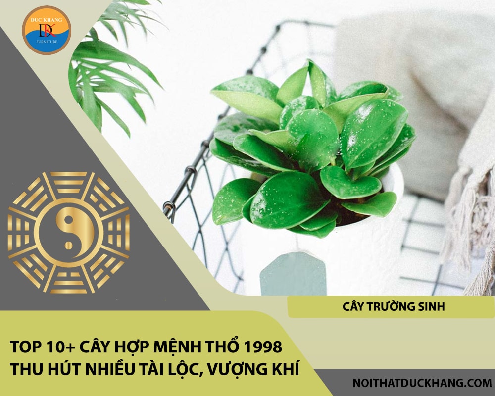 Top 10+ cây hợp mệnh Thổ 1998 thu hút nhiều tài lộc, vượng khí - Cây trường sinh
