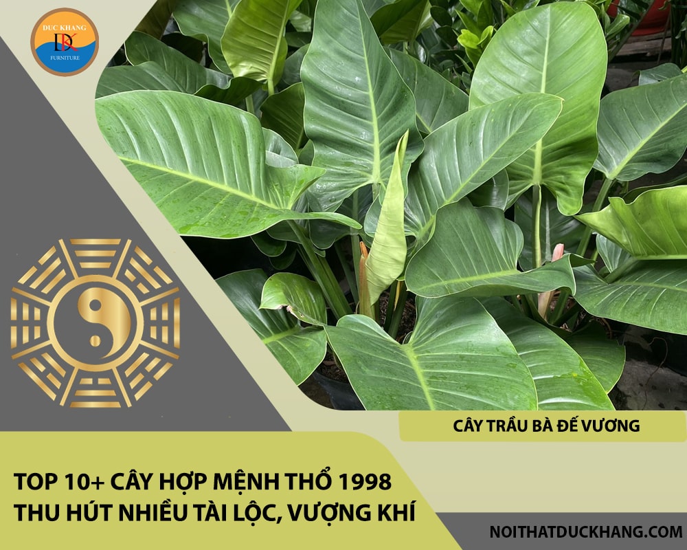 Top 10+ cây hợp mệnh Thổ 1998 thu hút nhiều tài lộc, vượng khí - Cây trầu bà đế vương