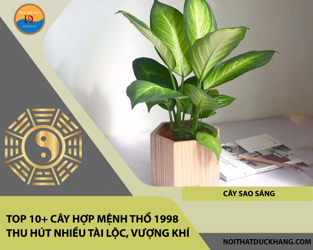 Top 10+ cây hợp mệnh Thổ 1998 thu hút nhiều tài lộc, vượng khí - Cây sao sáng