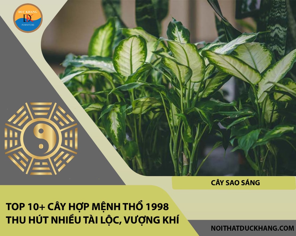 Top 10+ cây hợp mệnh Thổ 1998 thu hút nhiều tài lộc, vượng khí - Cây sao sáng