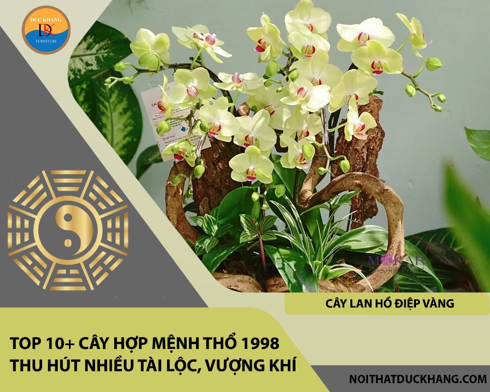 Top 10+ cây hợp mệnh Thổ 1998 thu hút nhiều tài lộc, vượng khí - Cây lan hồ điệp vàng