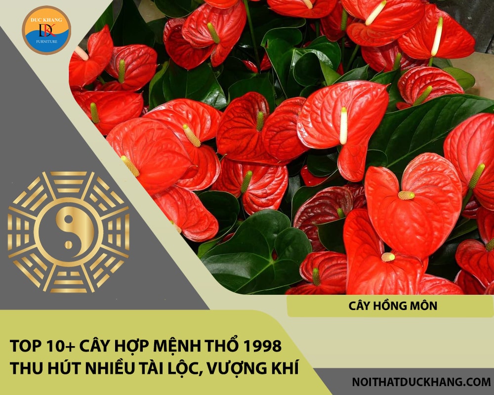 Top 10+ cây hợp mệnh Thổ 1998 thu hút nhiều tài lộc, vượng khí - Cây hồng môn