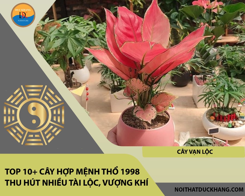 Top 10+ cây hợp mệnh Thổ 1998 thu hút nhiều tài lộc, vượng khí - Cây vạn lộc