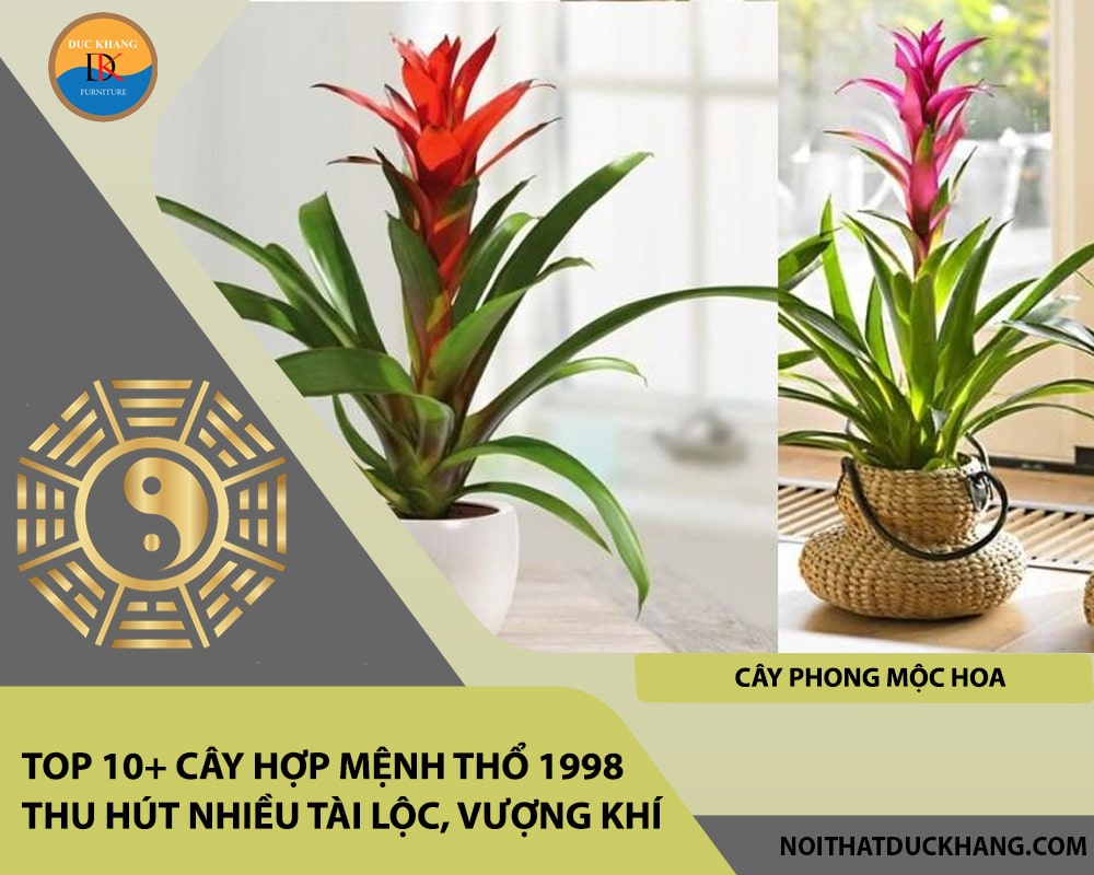 Top 10+ cây hợp mệnh Thổ 1998 thu hút nhiều tài lộc, vượng khí - Cây phong mộc hoa