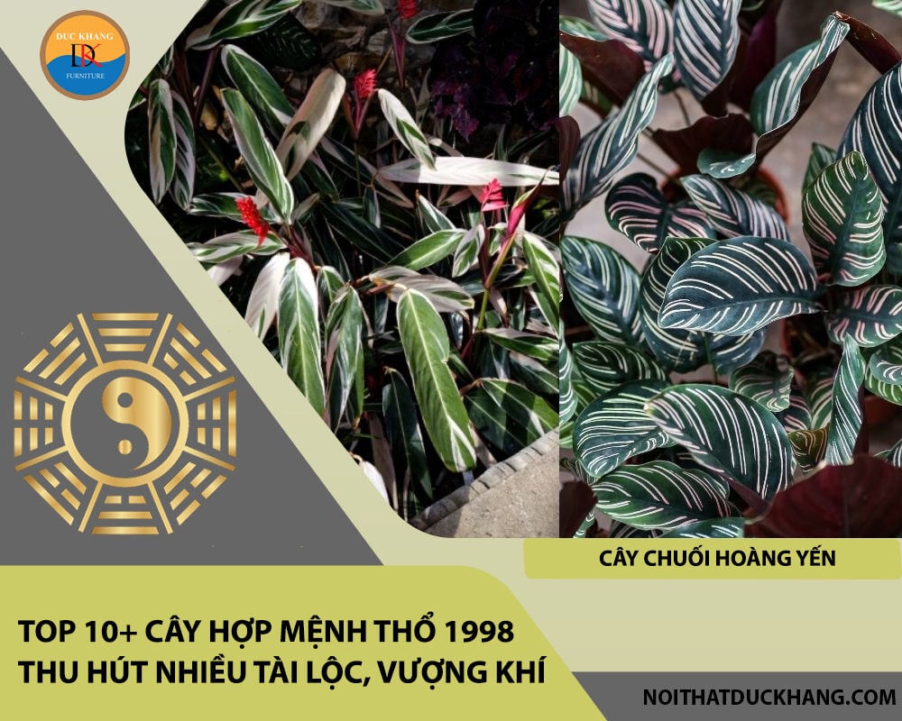 Top 10+ cây hợp mệnh Thổ 1998 thu hút nhiều tài lộc, vượng khí - Cây chuối hoàng yến