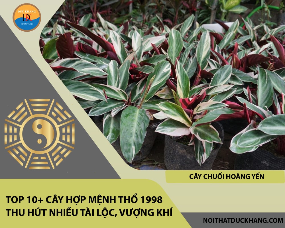 Top 10+ cây hợp mệnh Thổ 1998 thu hút nhiều tài lộc, vượng khí - cây chuối hoàng yến