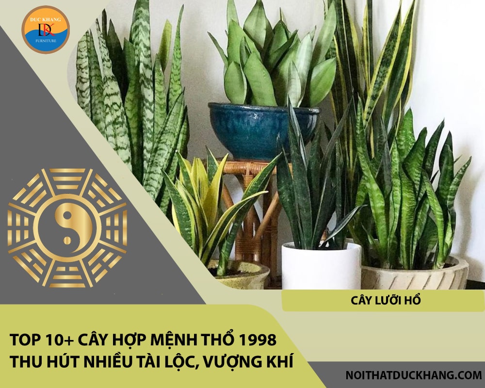 Top 10+ cây hợp mệnh Thổ 1998 thu hút nhiều tài lộc, vượng khí - Cây lưỡi hổ