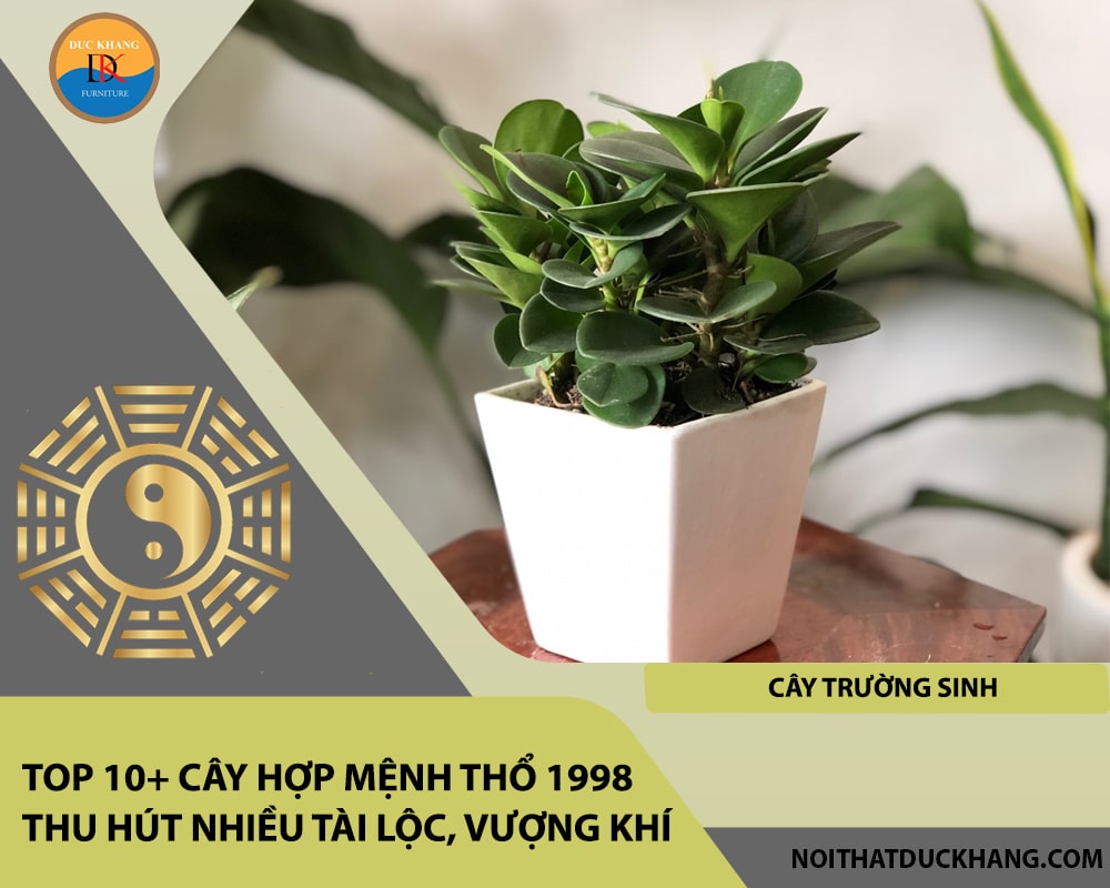 Top 10+ cây hợp mệnh Thổ 1998 thu hút nhiều tài lộc, vượng khí