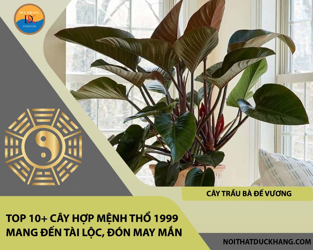 Top 10+ cây hợp mệnh Thổ 1999 mang đến tài lộc, đón may mắn - Cây trầu bà đế vương 