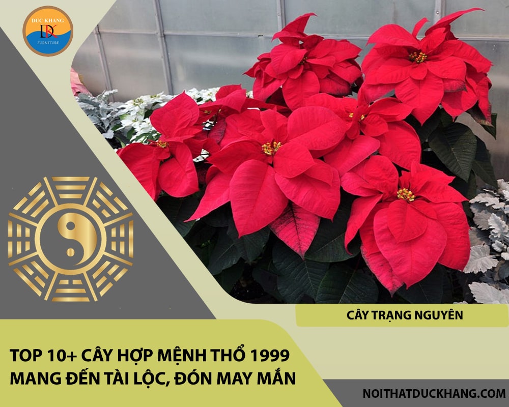 Top 10+ cây hợp mệnh Thổ 1999 mang đến tài lộc, đón may mắn - Cây trạng nguyên