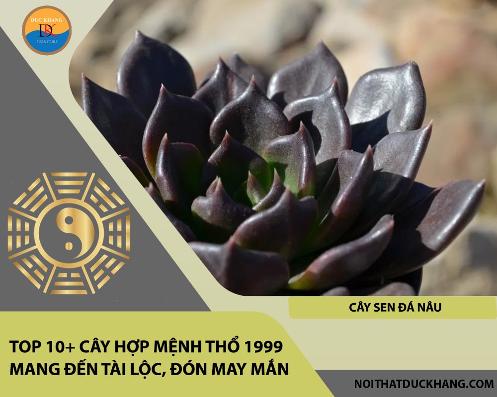 Top 10+ cây hợp mệnh Thổ 1999 mang đến tài lộc, đón may mắn - Cây sen đá nâu