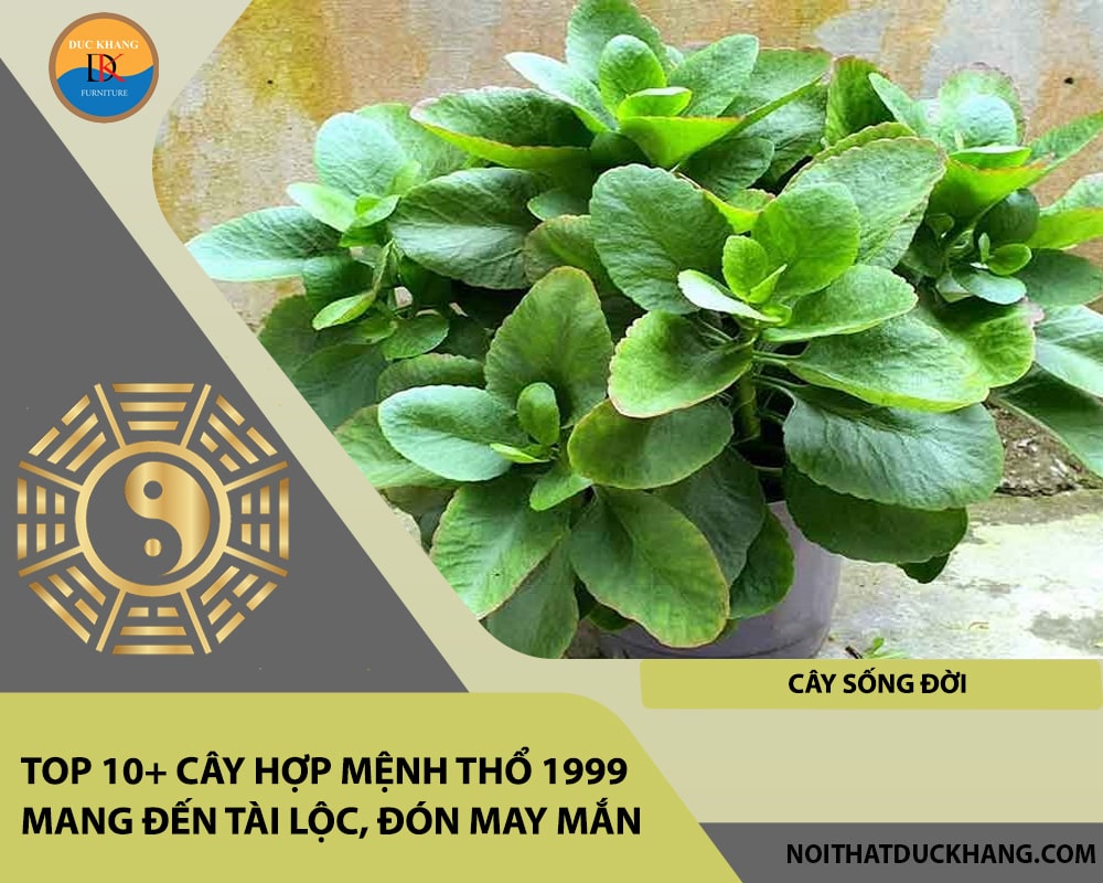 Top 10+ cây hợp mệnh Thổ 1999 mang đến tài lộc, đón may mắn - Cây sống đời