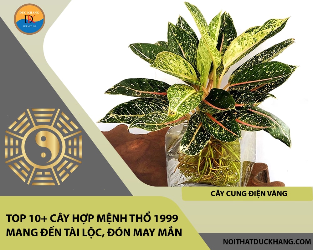 Top 10+ cây hợp mệnh Thổ 1999 mang đến tài lộc, đón may mắn - Cây cung điện vàng
