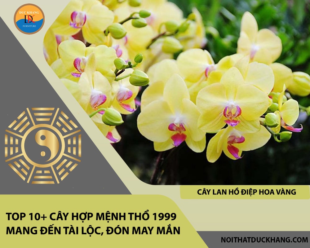 Top 10+ cây hợp mệnh Thổ 1999 mang đến tài lộc, đón may mắn - Cây lan hồ điệp hoa vàng
