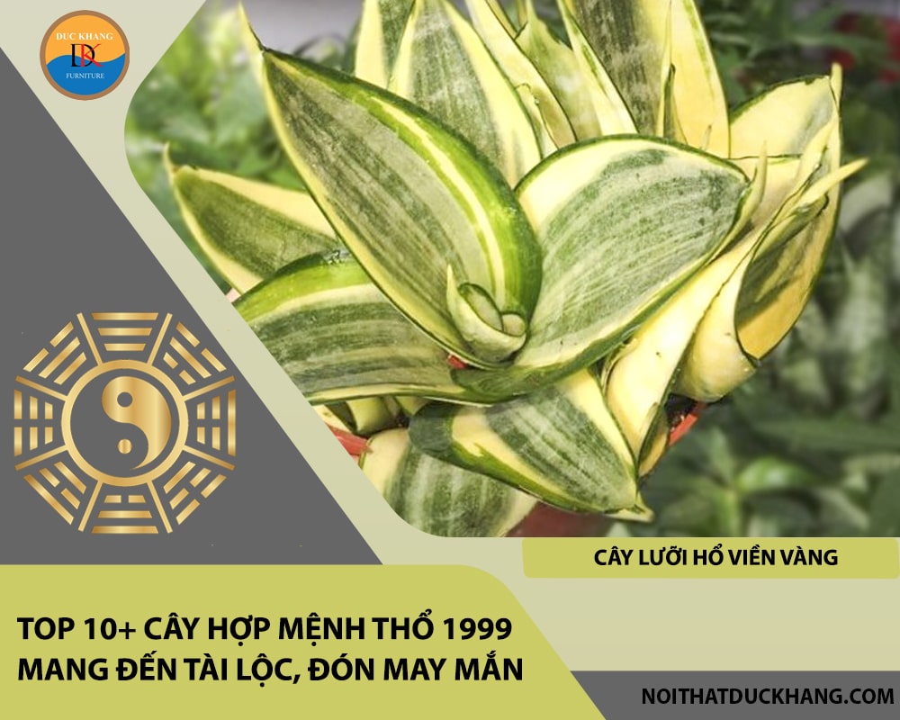 Top 10+ cây hợp mệnh Thổ 1999 mang đến tài lộc, đón may mắn - Cây lưỡi hổ viền vàng