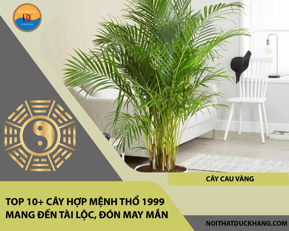 Top 10+ cây hợp mệnh Thổ 1999 mang đến tài lộc, đón may mắn - Cây cau vàng
