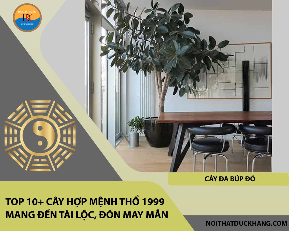 Top 10+ cây hợp mệnh Thổ 1999 mang đến tài lộc, đón may mắn - Cây đa búp đỏ