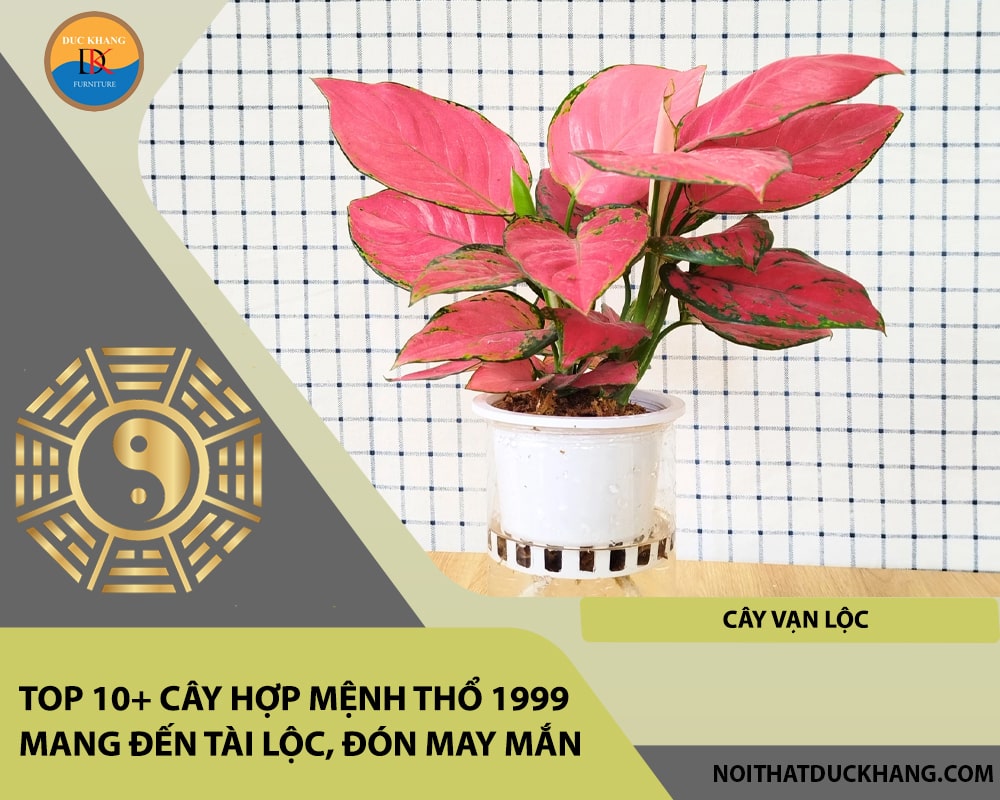 Top 10+ cây hợp mệnh Thổ 1999 mang đến tài lộc, đón may mắn - Cây vạn lộc