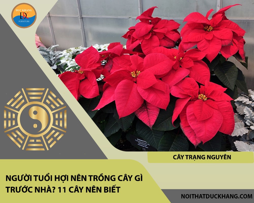 Người tuổi Hợi nên trồng cây gì trước nhà - Cây trạng nguyên Người tuổi Hợi nên trồng cây gì trước nhà - Cây trạng nguyên