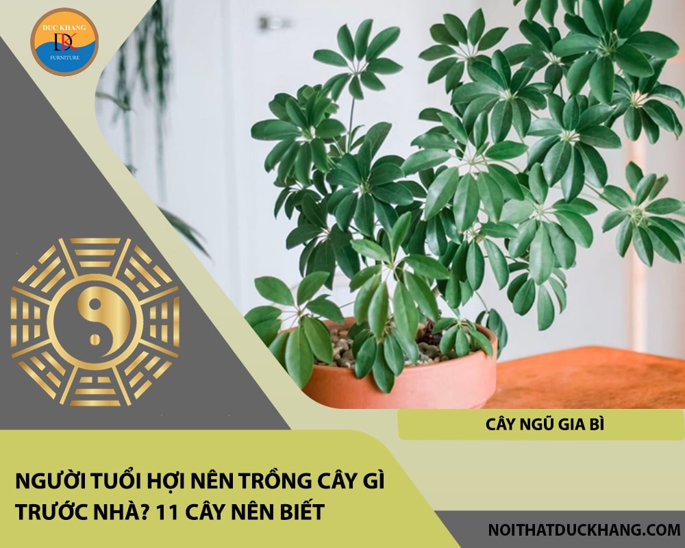 Người tuổi Hợi nên trồng cây gì trước nhà - Cây ngũ gia bì Người tuổi Hợi nên trồng cây gì trước nhà - Cây ngũ gia bì