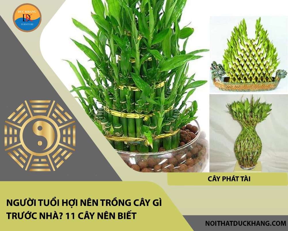 Người tuổi Hợi nên trồng cây gì trước nhà - Cây phát tài Người tuổi Hợi nên trồng cây gì trước nhà - Cây phát tài