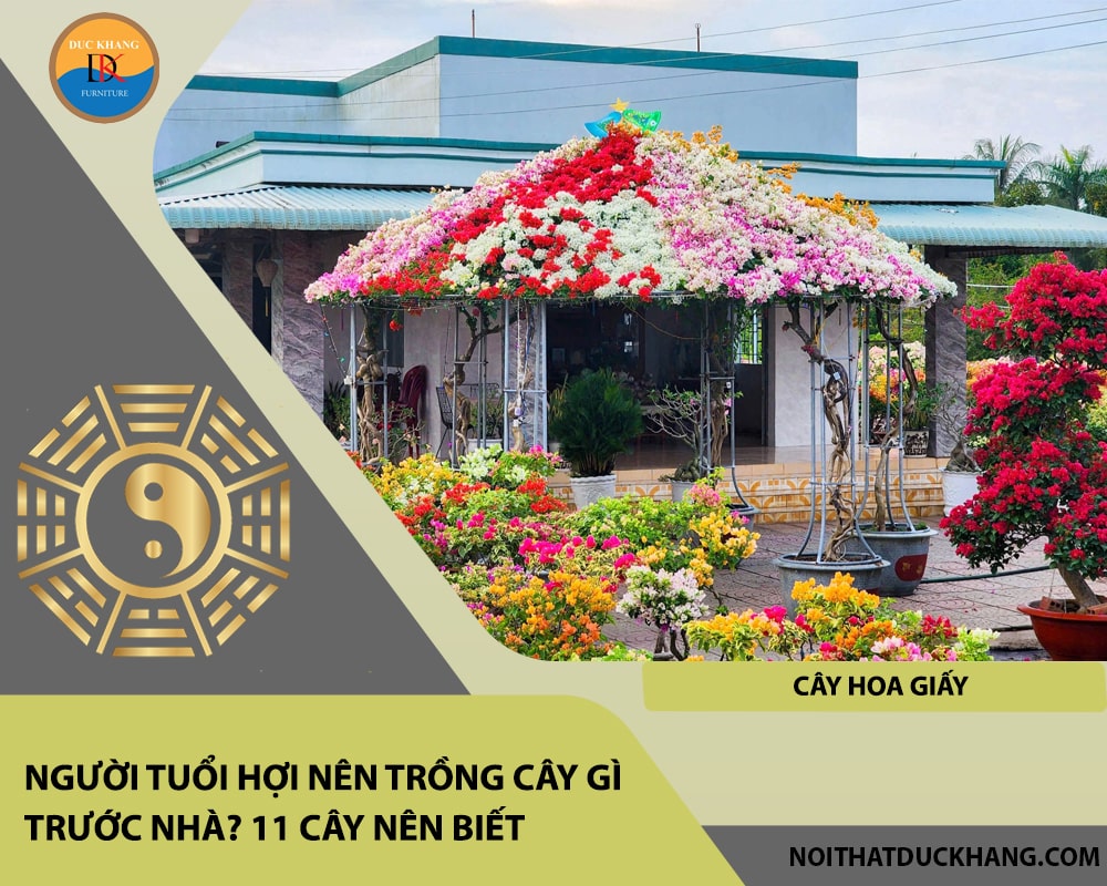 Người tuổi Hợi nên trồng cây gì trước nhà - Cây hoa giấy Người tuổi Hợi nên trồng cây gì trước nhà - Cây hoa giấy