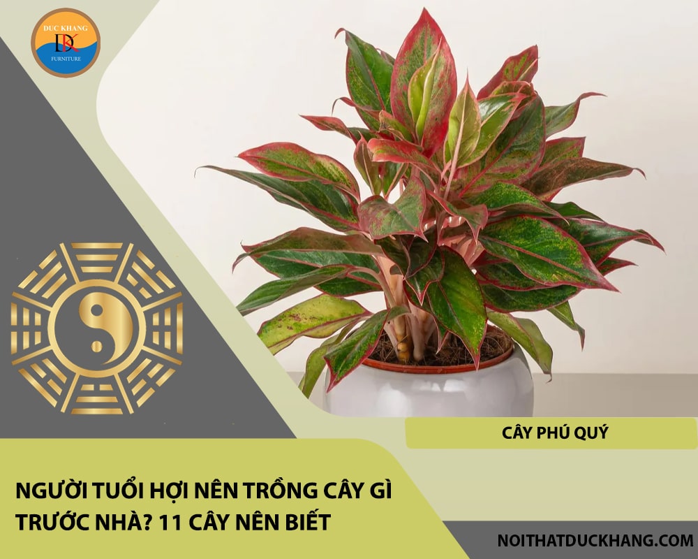 Người tuổi Hợi nên trồng cây gì trước nhà - Cây phú quý Người tuổi Hợi nên trồng cây gì trước nhà - Cây phú quý