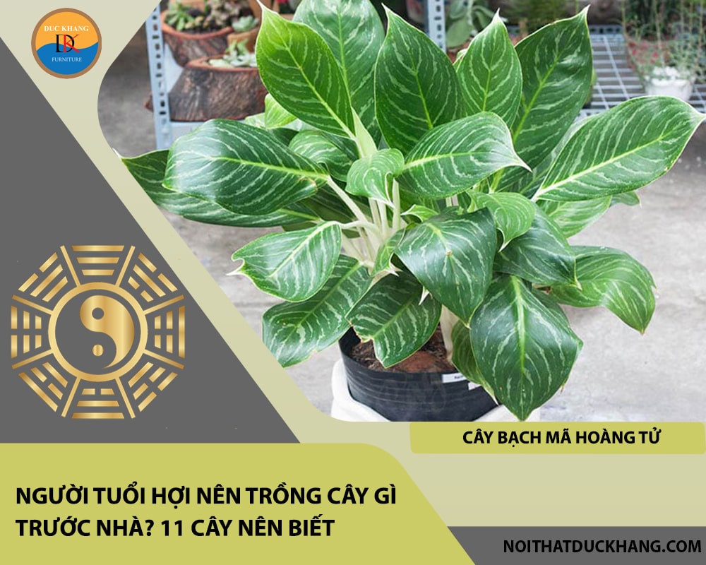 Người tuổi Hợi nên trồng cây gì trước nhà - Cây bạch mã hoàng tử Người tuổi Hợi nên trồng cây gì trước nhà - Cây bạch mã hoàng tử