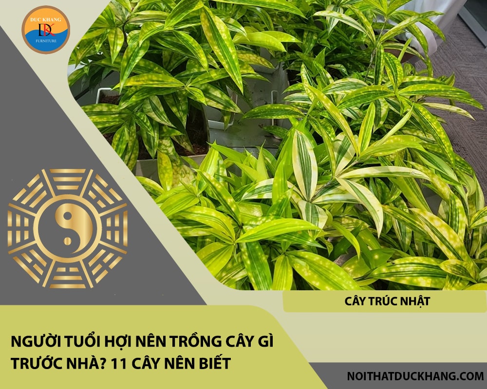 Người tuổi Hợi nên trồng cây gì trước nhà - Cây trúc nhật Người tuổi Hợi nên trồng cây gì trước nhà - Cây trúc nhật