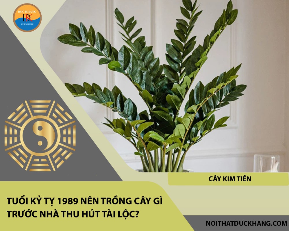 Tuổi Kỷ Tỵ 1989 nên trồng cây gì trước nhà thu hút tài lộc - Cây kim tiền