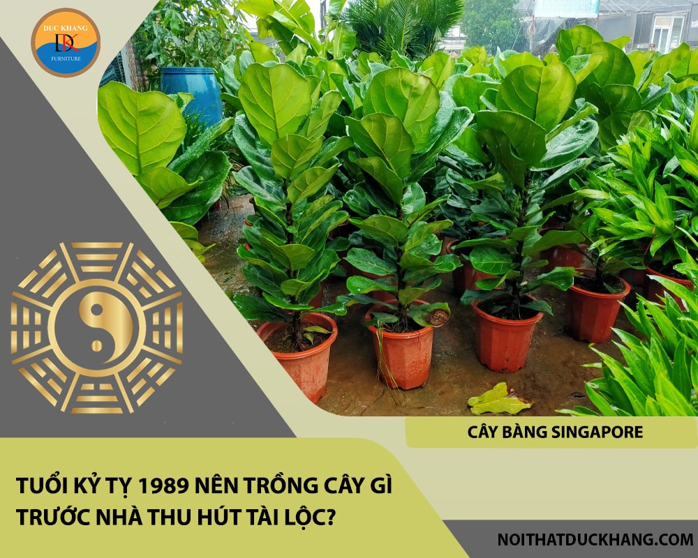 Tuổi Kỷ Tỵ 1989 nên trồng cây gì trước nhà thu hút tài lộc - Cây bàng Singapore