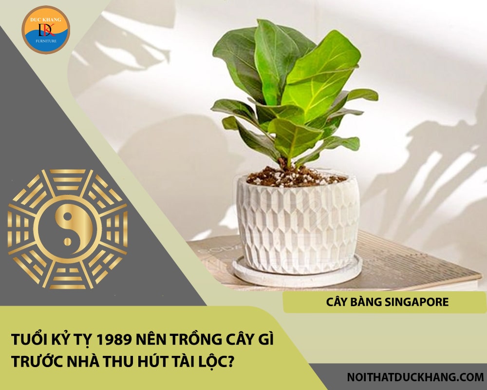 Tuổi Kỷ Tỵ 1989 nên trồng cây gì trước nhà thu hút tài lộc - Cây bàng Singapore