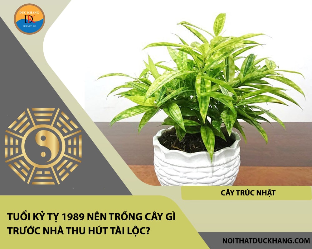 Tuổi Kỷ Tỵ 1989 nên trồng cây gì trước nhà thu hút tài lộc - Cây trúc Nhật