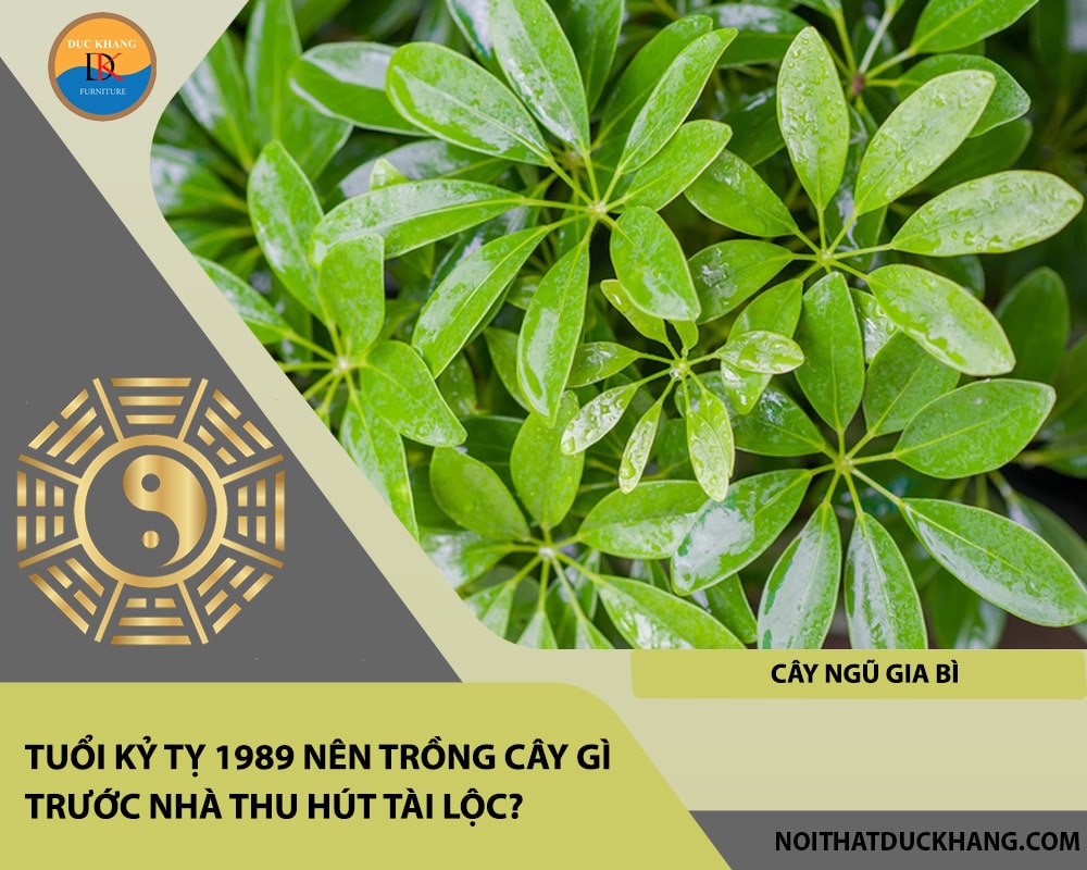 Tuổi Kỷ Tỵ 1989 nên trồng cây gì trước nhà thu hút tài lộc - Cây ngũ gia bì