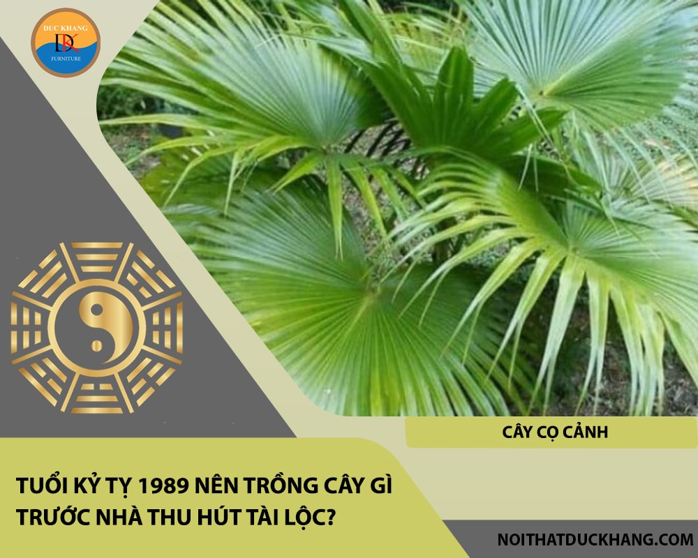 Tuổi Kỷ Tỵ 1989 nên trồng cây gì trước nhà thu hút tài lộc - Cây Cọ cảnh