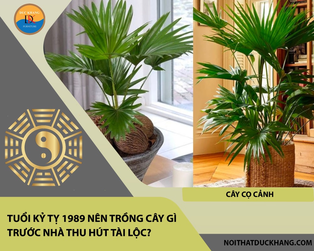 Tuổi Kỷ Tỵ 1989 nên trồng cây gì trước nhà thu hút tài lộc - Cây cọ cảnh