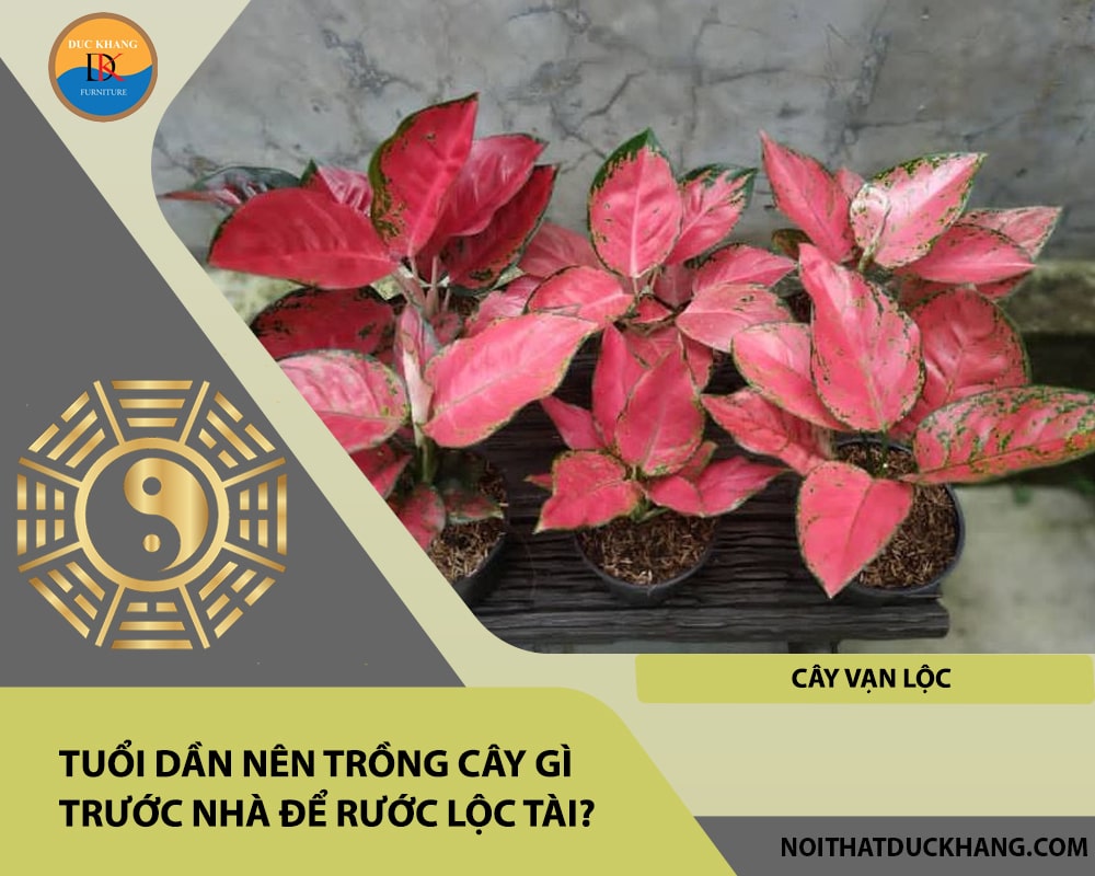 Tuổi Dần nên trồng cây gì trước nhà để rước lộc tài - Cây vạn lộc Tuổi Dần nên trồng cây gì trước nhà để rước lộc tài - Cây vạn lộc