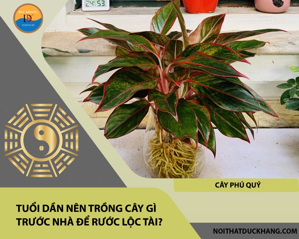 Tuổi Dần nên trồng cây gì trước nhà để rước lộc tài - Cây phú quý Tuổi Dần nên trồng cây gì trước nhà để rước lộc tài - Cây phú quý