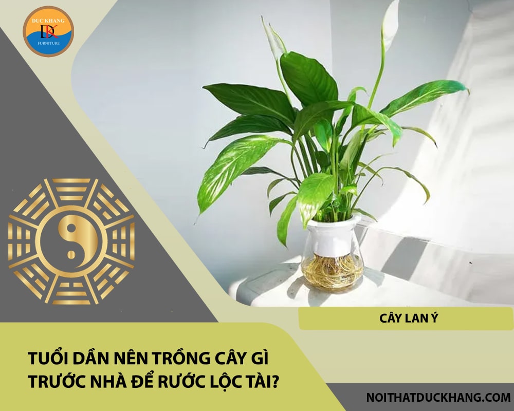 Tuổi Dần nên trồng cây gì trước nhà để rước lộc tài - Cây lan ý Tuổi Dần nên trồng cây gì trước nhà để rước lộc tài - Cây lan ý