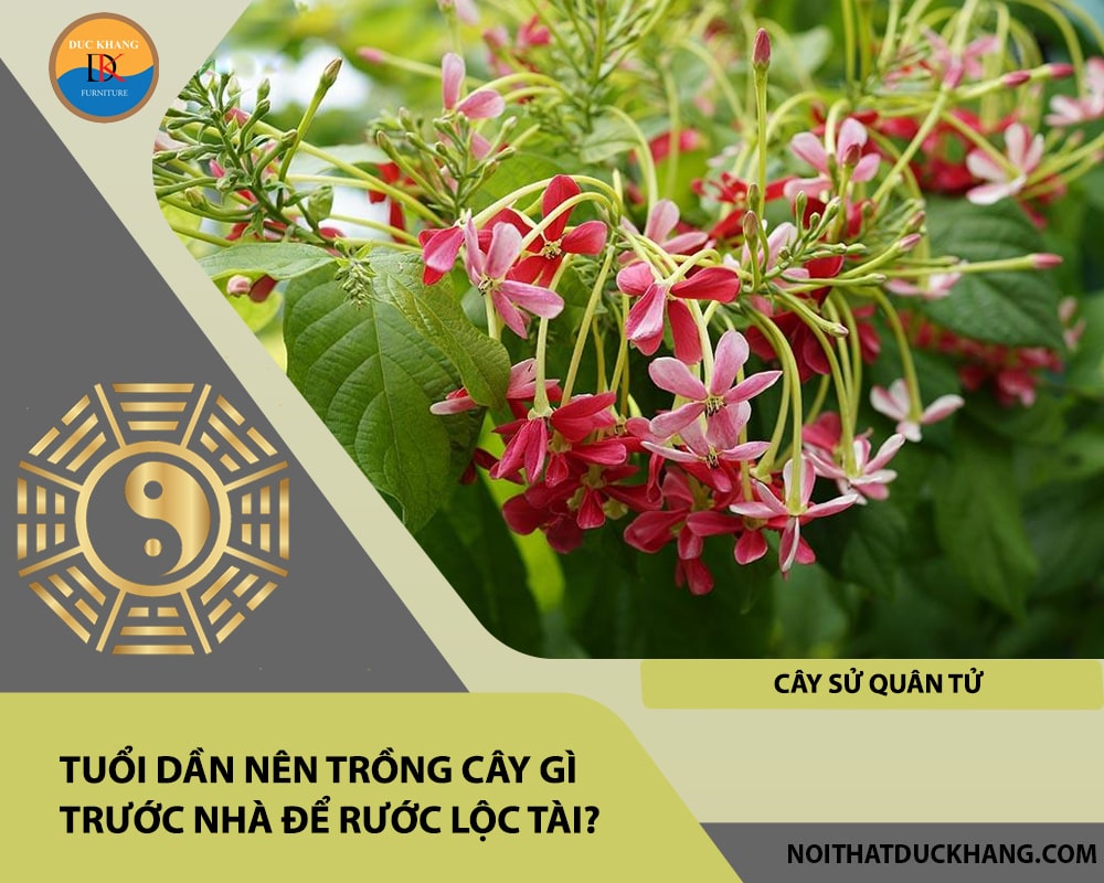 Tuổi Dần nên trồng cây gì trước nhà để rước lộc tài - Cây sử quân tử Tuổi Dần nên trồng cây gì trước nhà để rước lộc tài - Cây sử quân tử