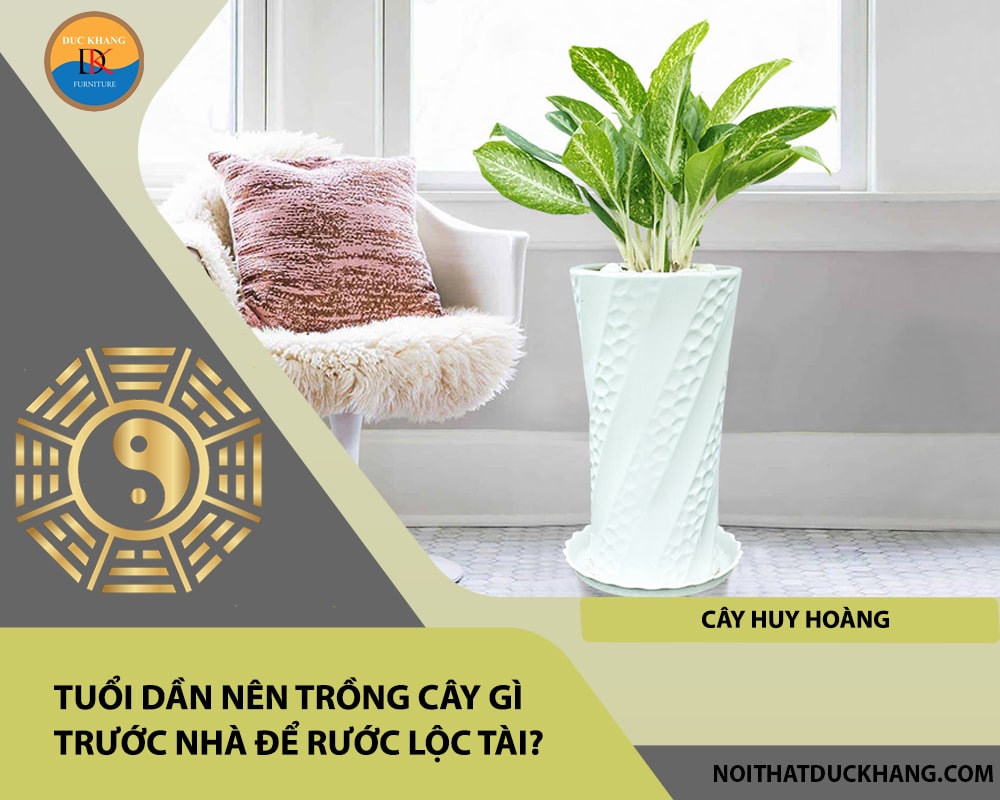 Tuổi Dần nên trồng cây gì trước nhà để rước lộc tài - Cây huy hoàng Tuổi Dần nên trồng cây gì trước nhà để rước lộc tài - Cây huy hoàng