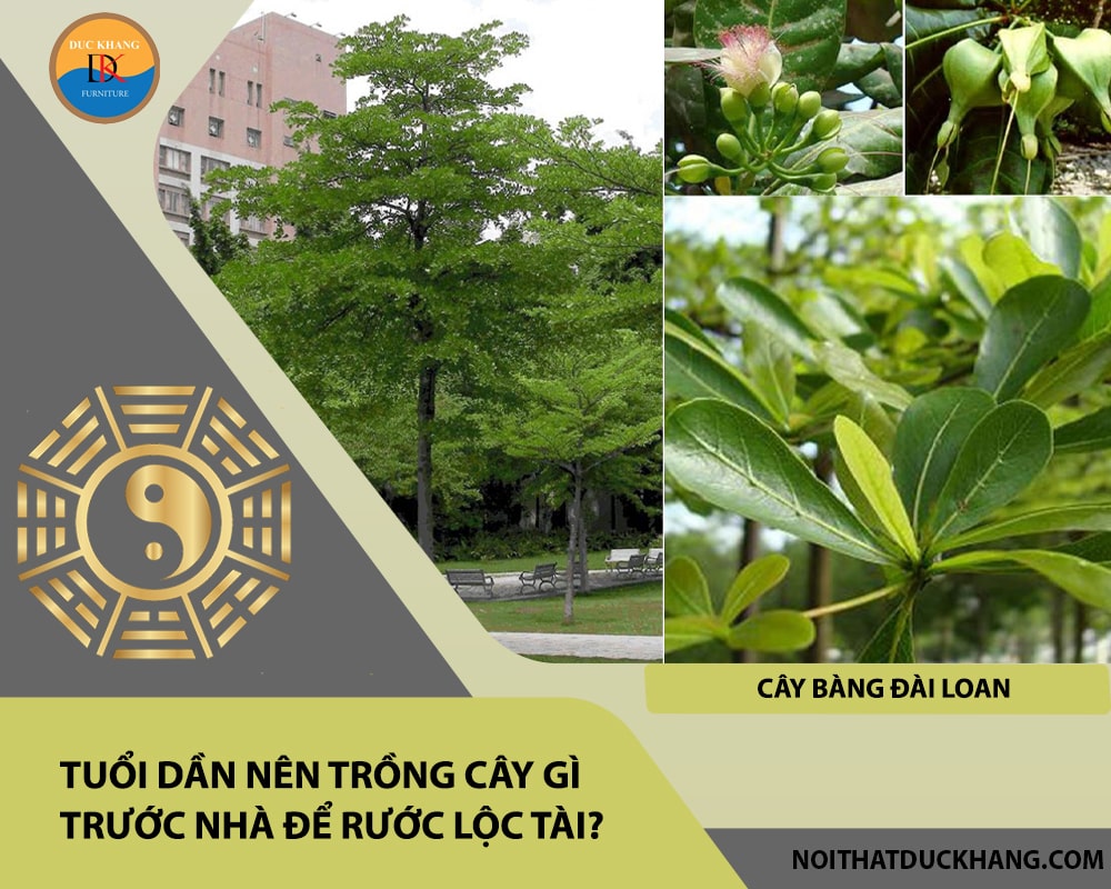 Tuổi Dần nên trồng cây gì trước nhà để rước lộc tài?