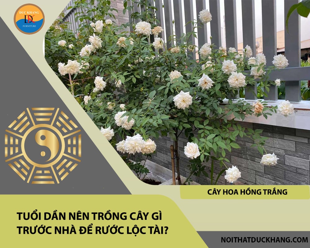 Tuổi Dần nên trồng cây gì trước nhà để rước lộc tài - Cây hoa hồng trắng Tuổi Dần nên trồng cây gì trước nhà để rước lộc tài - Cây hoa hồng trắng